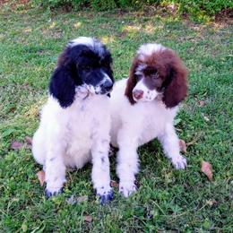 Dalmatian and Poodle Puppies from Reeves Family Standards