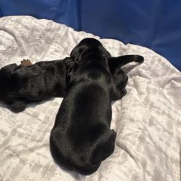 Solid black female - Black and tan female Dachshund puppy in Mc Donough, Georgia from Doxie Gang