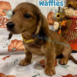 Waffles - Sable male Dachshund puppy in Joplin, Missouri from 4 States Mini Dachshunds