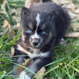 Scarecrow - Agouti and white male Siberian Husky puppy in London, Ohio from Rose Trail Siberian’s