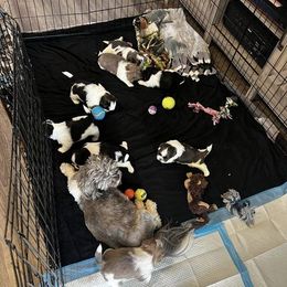 Shih Tzu Puppies from Beachamp’s Shih tzu’s