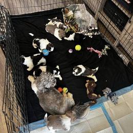 Shih Tzu Puppies from Beachamp’s Shih tzu’s