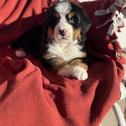 Mia - Black rust and white female Bernese Mountain Dog puppy in Enterprise, Utah from High Desert Bernese