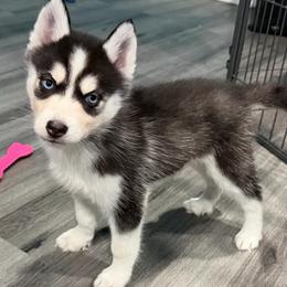 PRADA - Black and white female Siberian Husky puppy in Louisville, Kentucky from Pawsitively Huskies