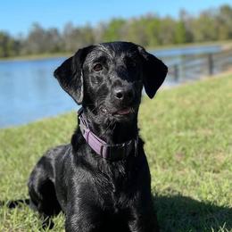 Brinley - Labrador Retriever