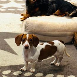 Dachshund puppies from AH Doxies