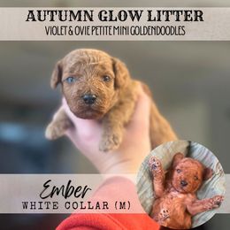 EMBER - NOW WINSTON - Red  male Goldendoodle puppy in Watertown, New York from True Friend Doodles