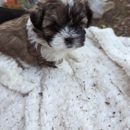 Shih Tzu Puppies from We Shih Tzu Not!