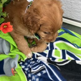 Goldendoodle and Poodle Puppies from South Sound Doodles