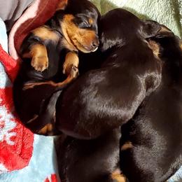 Dachshund Puppies from Melanie's Dachshunds