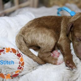 Stitch (blue) - Red  male Goldendoodle puppy in Atchison, Kansas from Gracefully Doodled