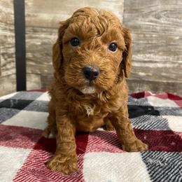 Bentley - Red  male Poodle puppy in Osseo, Michigan from Paws in the Country