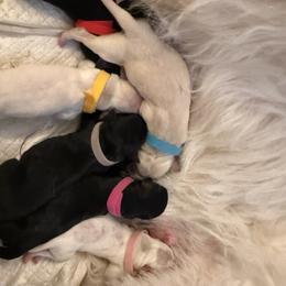 Double Doodle Puppies from Móraí’s Doodles