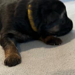 Girl 2-yellow - Black and tan female German Shepherd puppy in Sharon Grove, Kentucky from Julie’s Shepherds