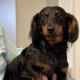 Henry - Dachshund