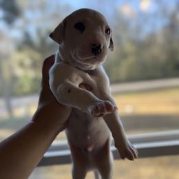 Ghost - White and black male Dalmatian puppy in Hastings, Florida from Love My Spotty Dalmatians