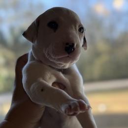 Ghost - White and black male Dalmatian puppy in Hastings, Florida from Love My Spotty Dalmatians