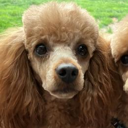Gigi - Poodle