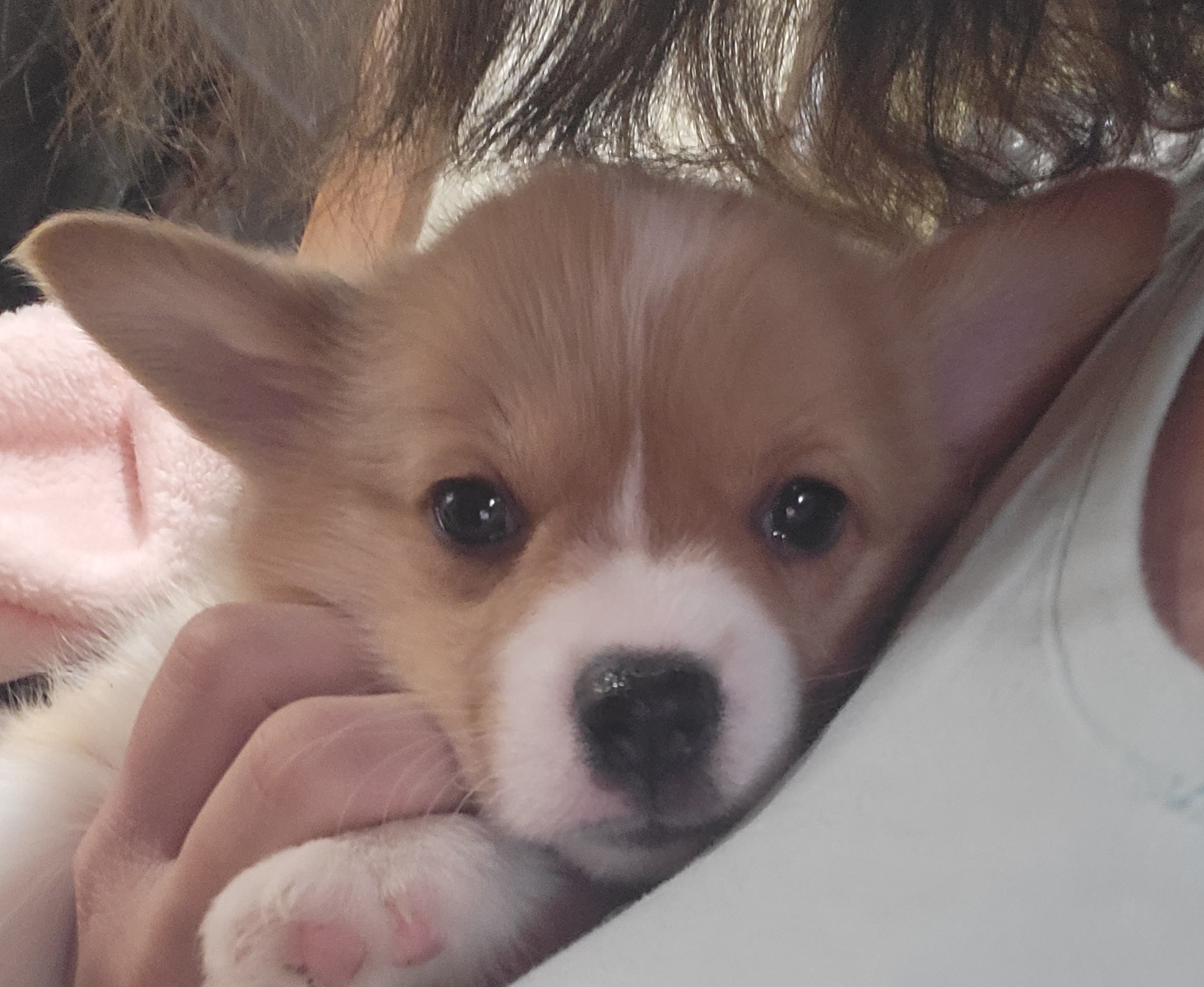 Pembroke Welsh Corgi Puppies from Michelle's House of Corgi's