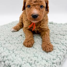 Rain - Apricot female Goldendoodle puppy in Sunman, Indiana from Brunsman Country Doodles LLC