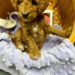 Aspen - Red  female Goldendoodle puppy in Boise, Idaho from Goldendoodle Baby