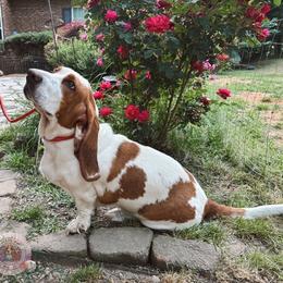 Lilli Koi - Basset Hound