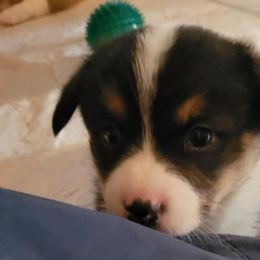 Boy 2 - Pembroke Welsh Corgi puppy in Smithville, Texas from Kat's Corgi's