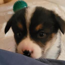 Boy 2 - Pembroke Welsh Corgi puppy in Smithville, Texas from Kat's Corgi's
