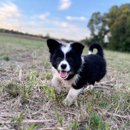 Maverick - Border Collie