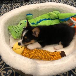 Pembroke Welsh Corgi Puppies from Twisted Little Corgis
