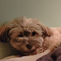 Abby - Havanese