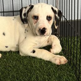 Black tri - LUA - White black and tan male Dalmatian puppy in Sedalia, Missouri from Missouri Dalmatians