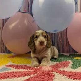 Dachshund Puppies from Hot Diggity Doxies of Dothan