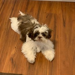 Shih Tzu Puppies from Jannete's Shih Tzus