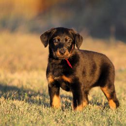 Anya - 5350 - Black and rust female Beauceron puppy in Rockwall, Texas from Elitehaus