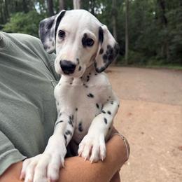 Gonzo - LUA short coat - White and black male Dalmatian puppy in Jefferson, Georgia from Spotted Jewels Dalmatians