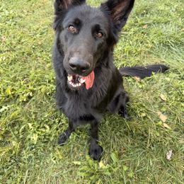 Harley - German Shepherd