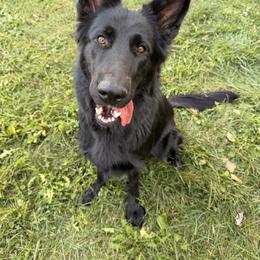Harley - German Shepherd