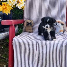 Bunny - Black tri female Miniature Australian Shepherd puppy in Gainesboro, Tennessee from Family Tradition