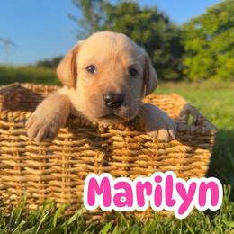 Marilyn - Yellow female Labrador Retriever puppy in Lucasville, Ohio from Backwoods Labradors