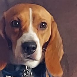 Beagles from Clover Beagles