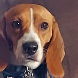 Beagles from Clover Beagles