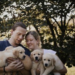 Golden Retriever Puppies from Rosemary Goldens