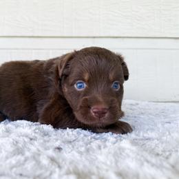 Nemo - Red tri male Miniature Australian Shepherd puppy in Pollok, Texas from Pineywoods Pups