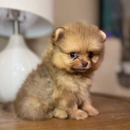 Lux Jr - Chocolate male Pomeranian puppy in Phoenix, Arizona from Luxpomz