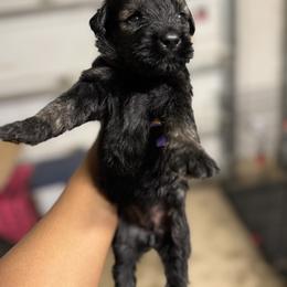 Pink Female - Black female Giant Schnauzer puppy in Pearland, Texas from K & S Schnauzers