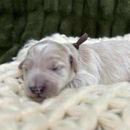 Brown - Cream male Goldendoodle puppy in Lindon, Utah from Ruby’s Minidoodles LLC