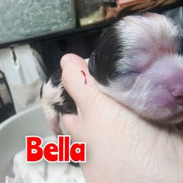 Bella - Brindle and white female Mal-Shi puppy in Belleville, Michigan from Michigan Maltese Puppies