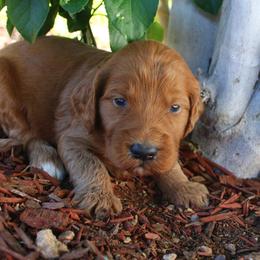 Sol - Red  male Goldendoodle puppy in Apache Junction, Arizona from Loving Doodle