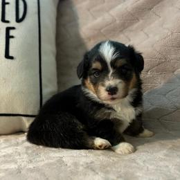 Badger-full fluffy - Black and tan male American Corgi puppy in Decatur, Texas from Bar S Corgis